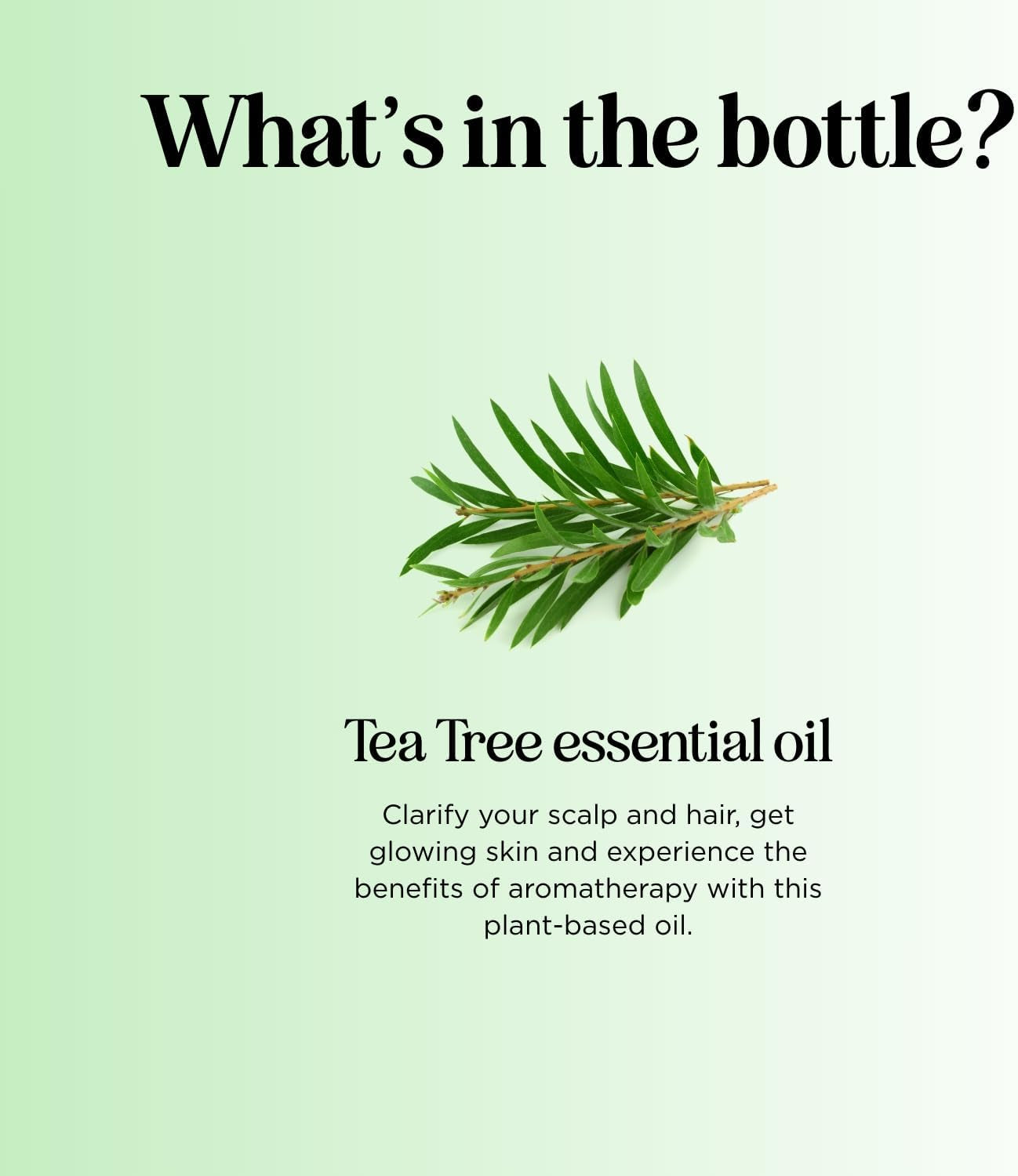 Pure Tea Tree Oil for Skin - 100% Pure Tea Tree Essential Oil for Scalp Care Aromatherapy and Natural Cleaning Solution - Super Potent AAA Non GMO Australian Tea Tree Oil for Hair Skin and Nails